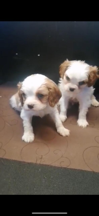 cavalier king charles