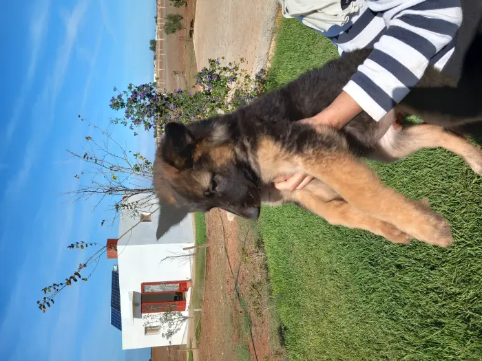 Berger Allemand à vendre