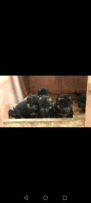 Berger allemand a vendre