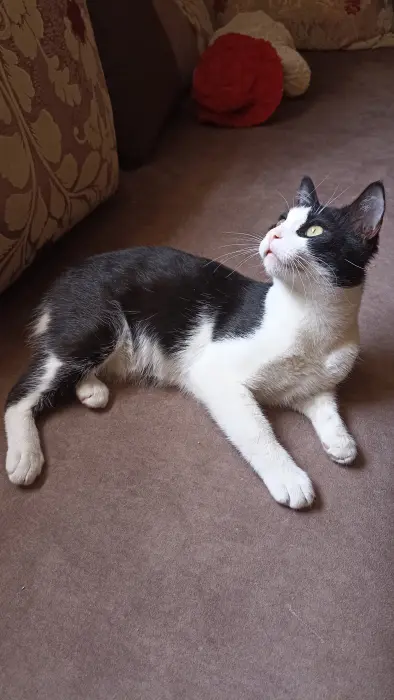 Chat Tuxedo à adopter