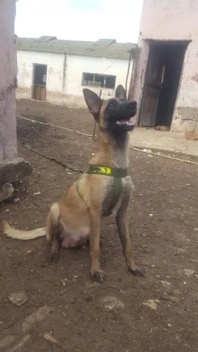 Malinois