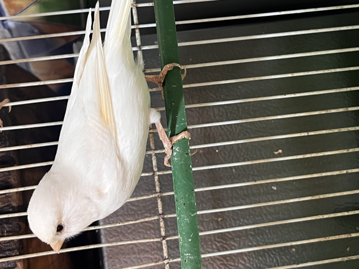 Femelle canarie 1 an