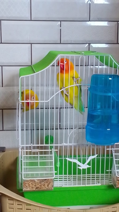 Inséparable de Fischer