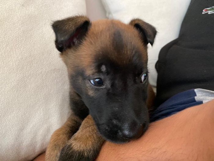 Malinois charbonner 43 jours femelle