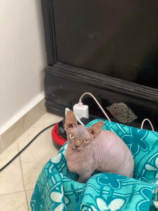 Chat Sphynx mâle / femelle vaccinés avec carnet