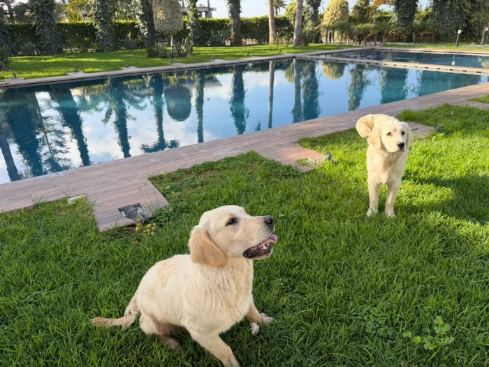 2 GOLDEN RETRIEVER tres beaux + niche fabriqué spéciale