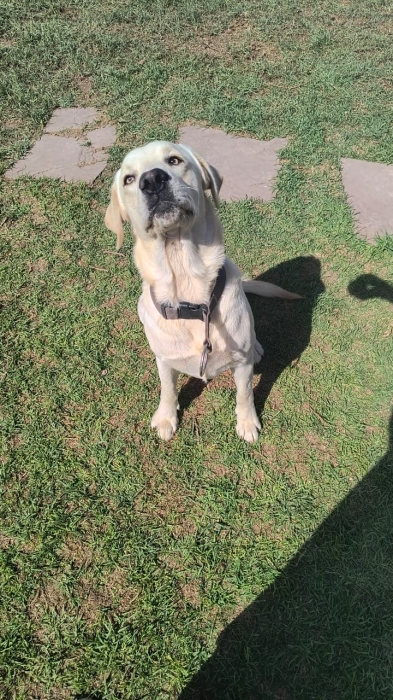 LABRADOR لابرادور