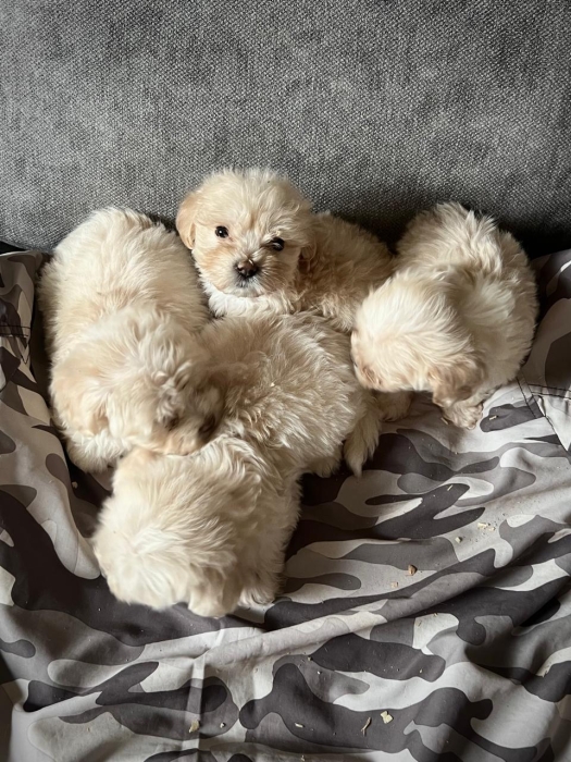 Bichon Havanais 🎊