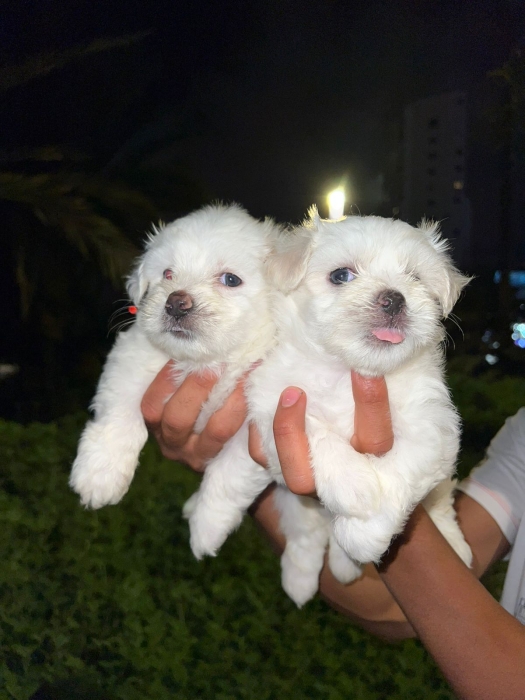Chiots bichon maltais