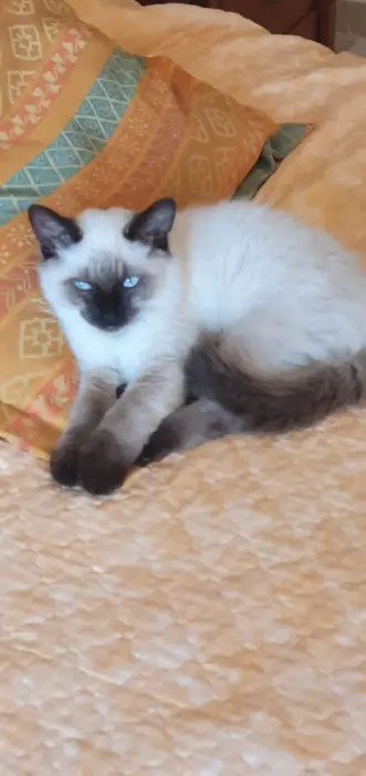 Siamois mâle race pure