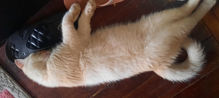 British shorthair chaton