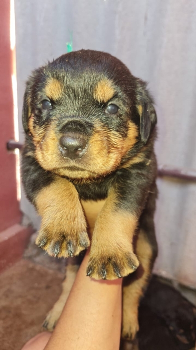 Pure Rottweiler