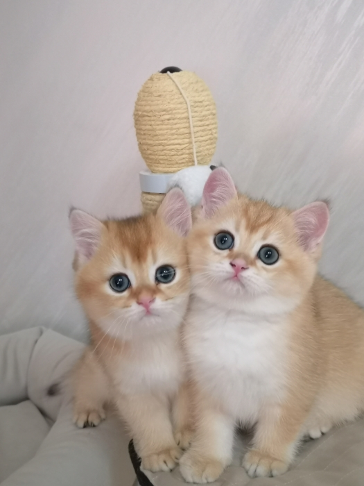 Chaton de pure race British shorthair