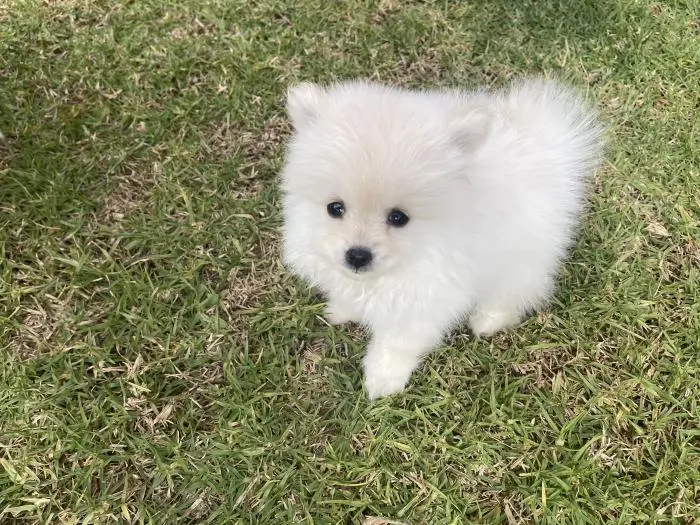 Spitz Pomeranian allemand