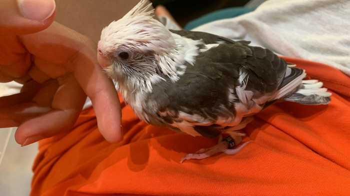 Calopsitte (white face)