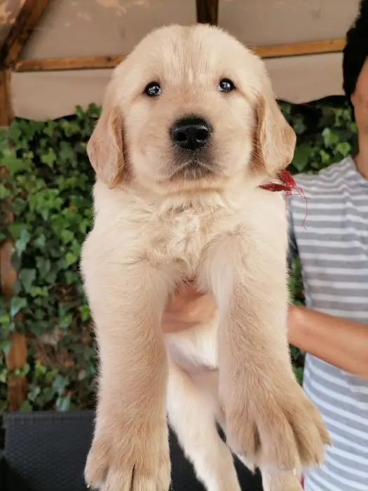 Golden retriever
