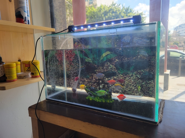 Aquarium avec poissons