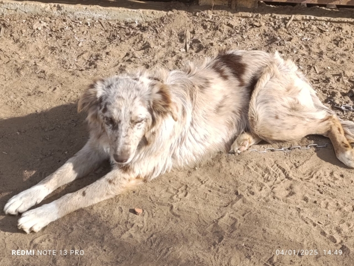 Berger Australien - Pure Race (Importé des États-Unis).
