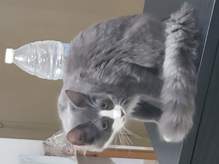 Chat Snowshow mal de 5mois