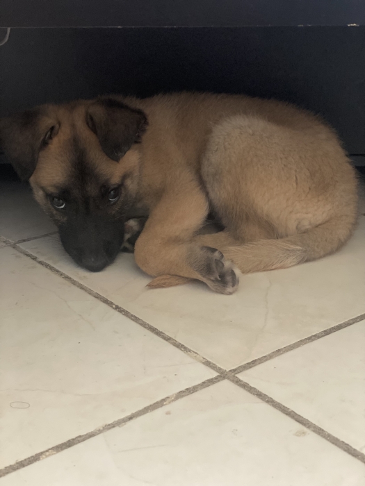 Chiot malinois