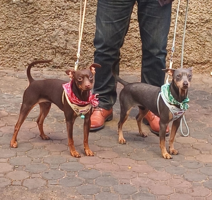 كلب Miniature Pinscher ذكر للبيع