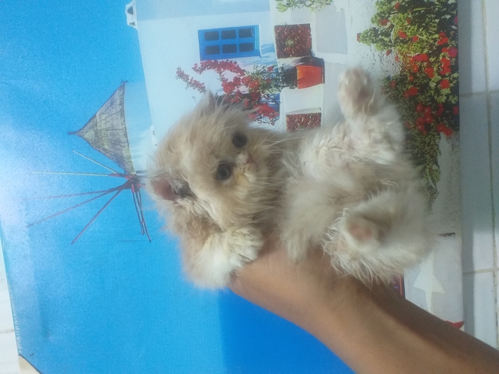 Chat persan femelle pure race