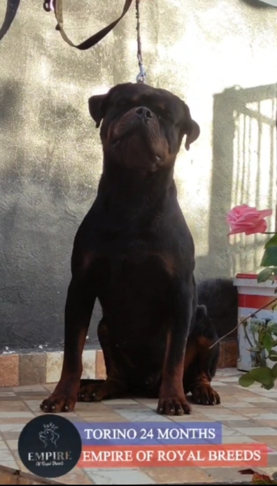 Chiots rottweiler pedegree (6 mois)