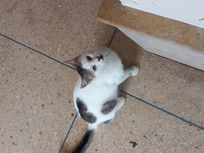 Chat sterilisé pour adoption