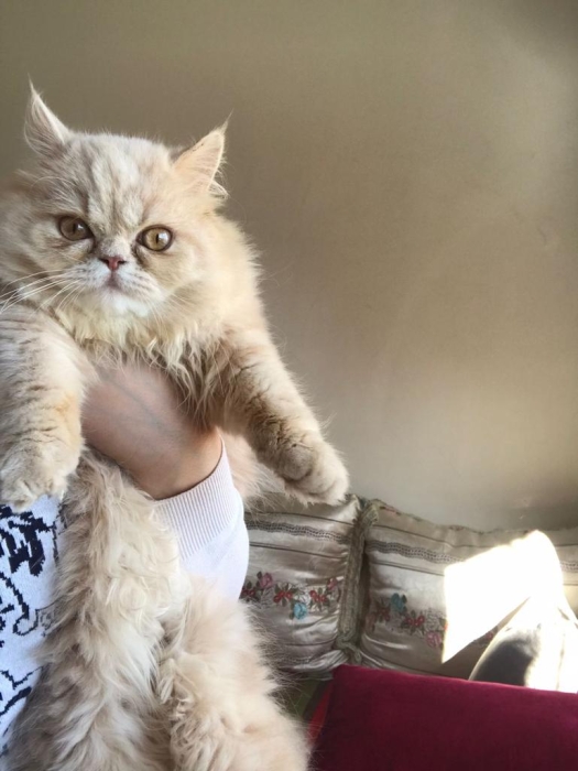 Magnifique couple de chat persan