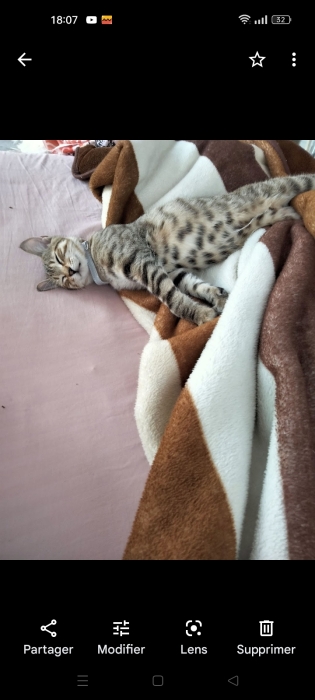 Cherche un adopteur pour chat