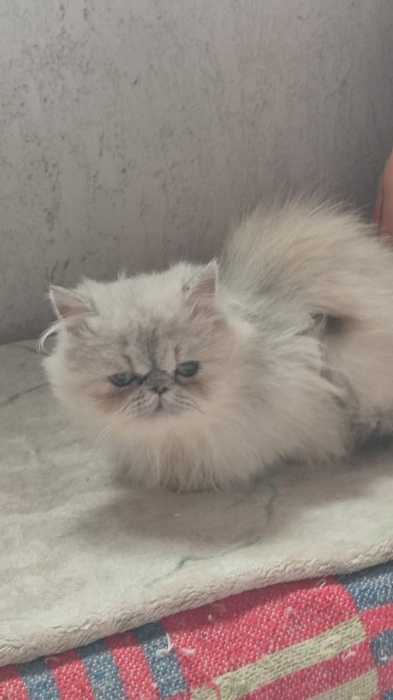 Chaton Persan femelle 3 mois