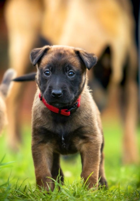 Chiot malinois charbonné 2mois