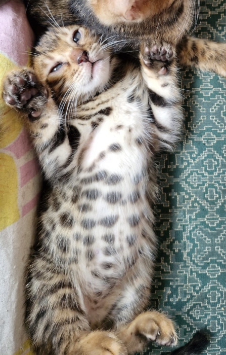 Chatons Bengal à vendre