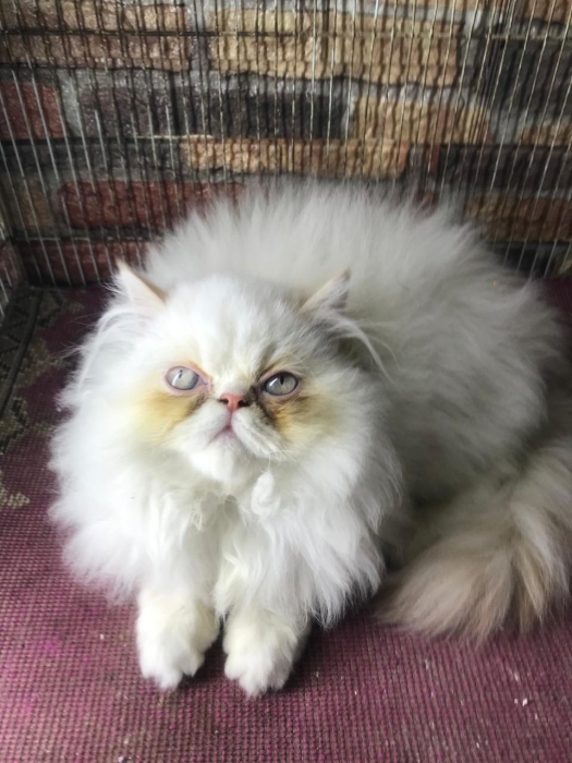 Chaton persan 2 mois