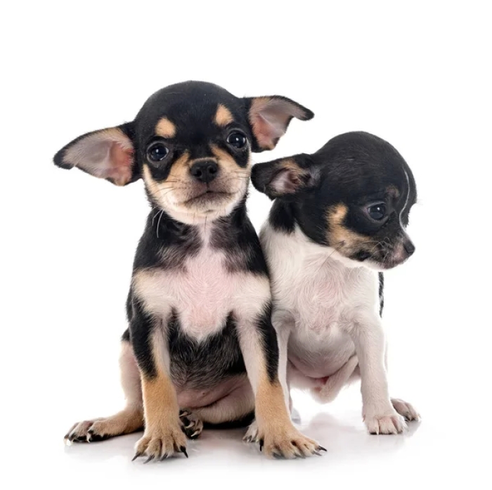 Chiots chihuahua