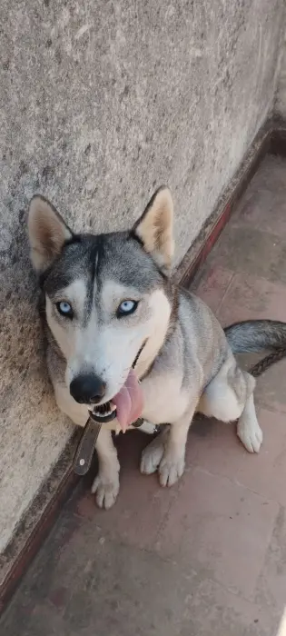 husky sibérien femelle