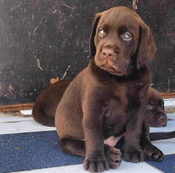 Labrador Chocolat