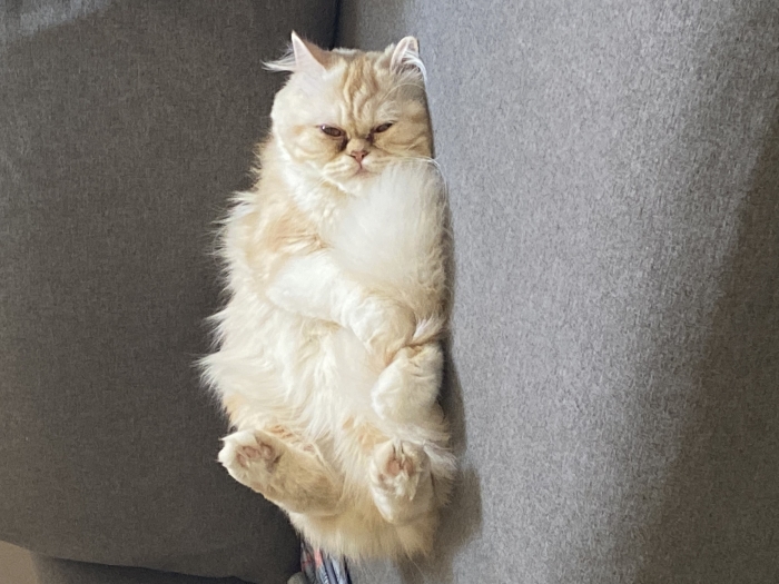 Couple persan a vendre