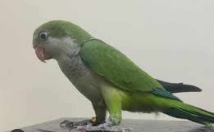 Oiseau quiker bien dressé à Casablanca