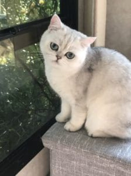 chat british chinchilla