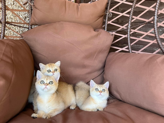 Chatons scottish et british pedigree