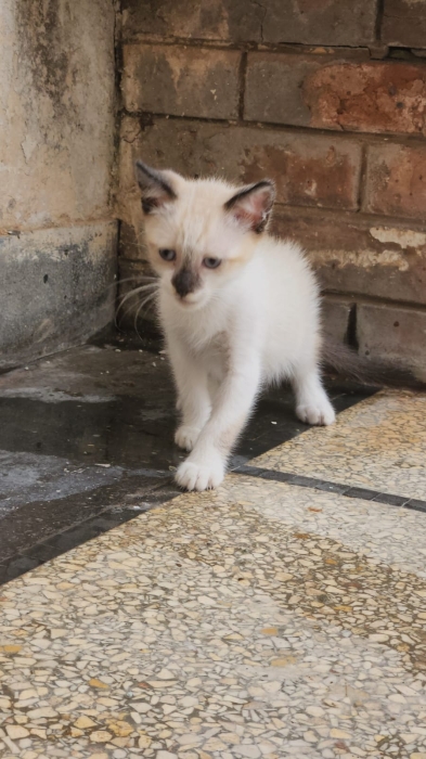 2 chatons siamois de 3 mois