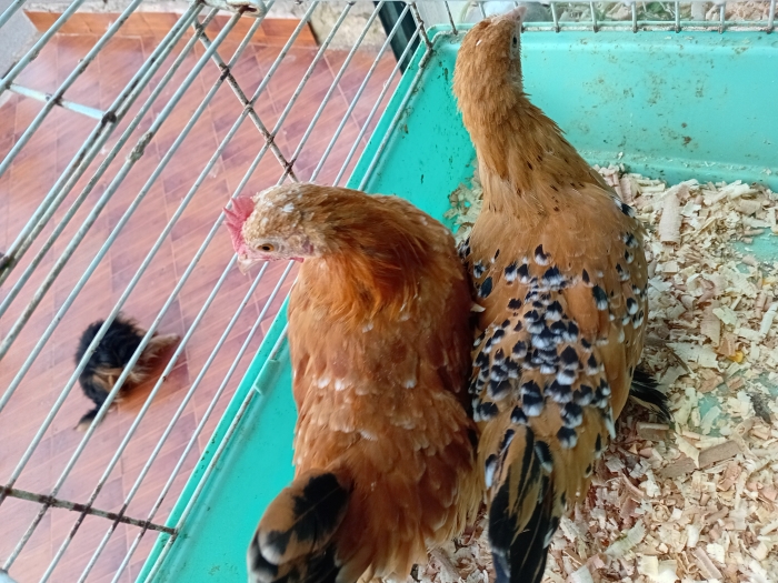 ذكر وأنثى دجاج البانطام