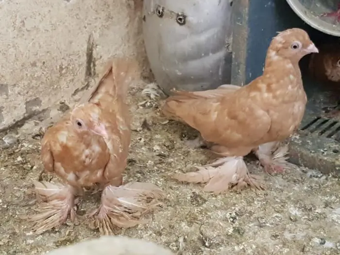 جميع انواع الحمام