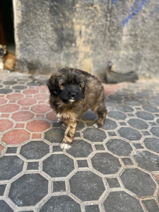 Chiots Morkies a vendre