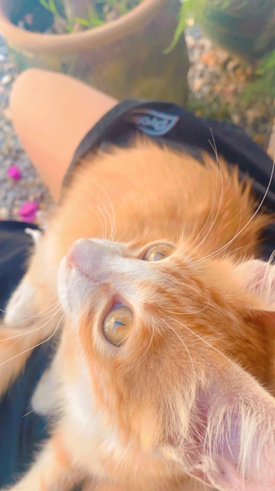 Chat orange nommé Calvin