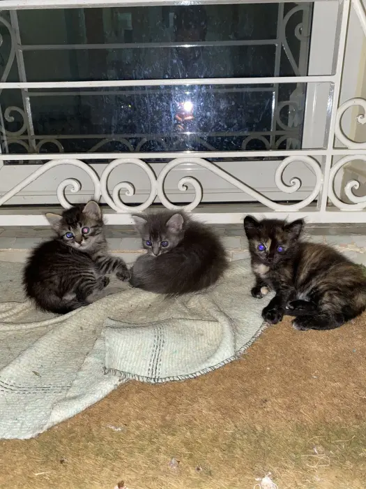 Petit chat pour adoption