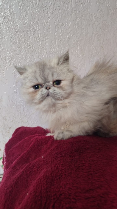 Chaton Persan femelle 3 mois