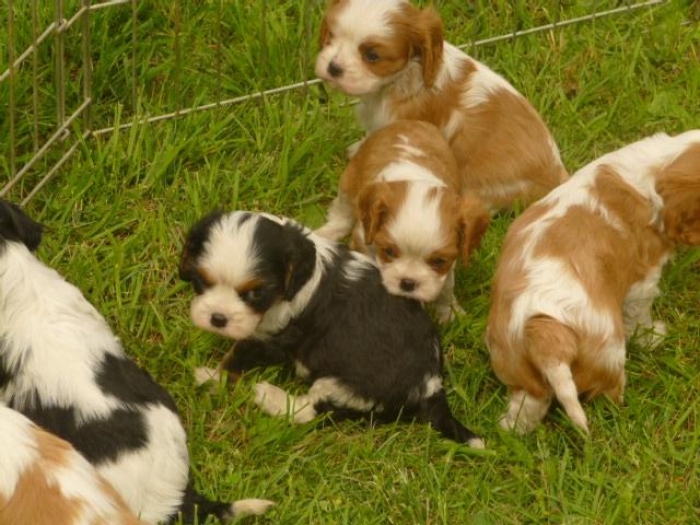 Cavalier king charles