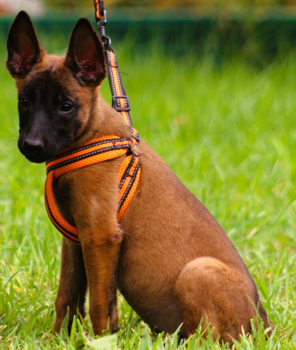 malinois